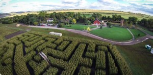 Figure 4 Denver Botanic Gardens at Chatfield Corn Maze, Pumpkin Festival (DBG Photo)